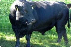 Découvrir notre activité de VENTE D'ANIMAUX