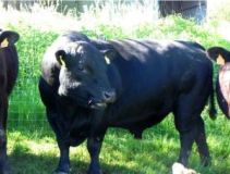 Découvrir notre activité de VENTE DE VIANDE BIO ANGUS