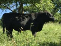 Découvrir notre activité de VENTE D'ANIMAUX