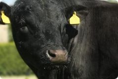 Qu'est-ce-que la race ANGUS NATIVE ?