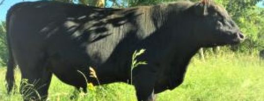 Vente de viande une fois par mois