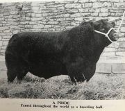 Prides of Aberdeen